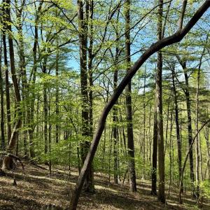 Photo #18 of 3313 NC Highway 66, Westfield, NC 71.0 acres