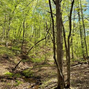 Photo #8 of 3313 NC Highway 66, Westfield, NC 71.0 acres