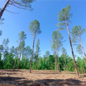 Photo #3 of Carson, Cleveland, NC 8.8 acres