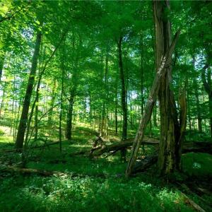 Photo #2 of Carson, Cleveland, NC 10.2 acres
