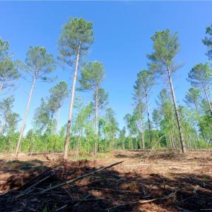 Photo #6 of Carson, Cleveland, NC 10.2 acres