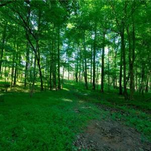 Photo #5 of Carson, Cleveland, NC 10.2 acres