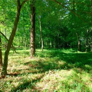 Photo #4 of Carson, Cleveland, NC 10.2 acres