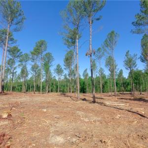 Photo #8 of Carson, Cleveland, NC 10.2 acres