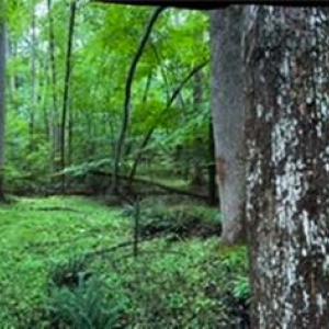 Photo #27 of 7767 Pearman Quarry, Kernersville, NC 32.1 acres
