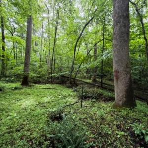 Photo #12 of 7767 Pearman Quarry, Kernersville, NC 32.1 acres