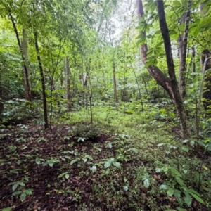 Photo #10 of 7767 Pearman Quarry, Kernersville, NC 32.1 acres