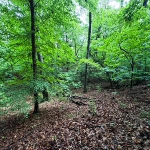 Photo #11 of 7767 Pearman Quarry, Kernersville, NC 32.1 acres