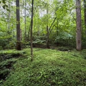 Photo #8 of 7767 Pearman Quarry, Kernersville, NC 32.1 acres