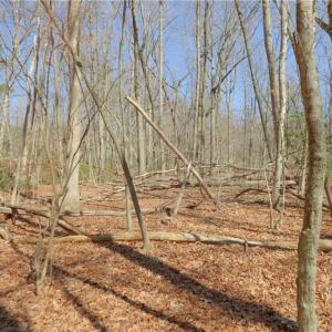 Photo #13 of 6 Old Mill, Pinnacle, NC 10.4 acres