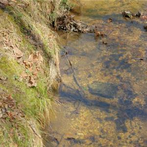 Photo #9 of 6 Old Mill, Pinnacle, NC 10.4 acres