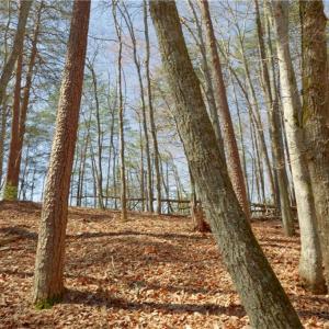 Photo #15 of 6 Old Mill, Pinnacle, NC 10.4 acres
