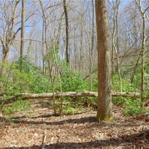 Photo #11 of 6 Old Mill, Pinnacle, NC 10.4 acres