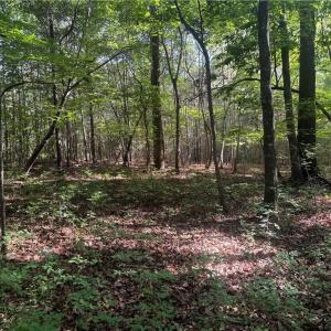 Photo #5 of Dover Church, Seagrove, NC 20.0 acres