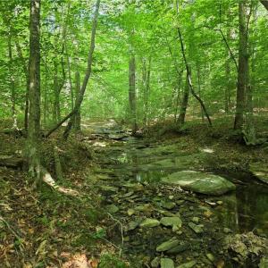 Photo #27 of xx 31.85 +-ac Hampton, Germanton, NC 31.9 acres