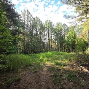 Photo #6 of xx 31.85 +-ac Hampton, Germanton, NC 31.9 acres