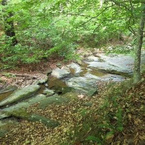 Photo #26 of xx 31.85 +-ac Hampton, Germanton, NC 31.9 acres