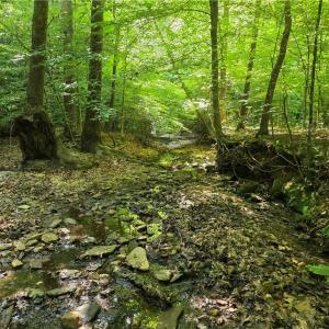 Photo #28 of xx 31.85 +-ac Hampton, Germanton, NC 31.9 acres