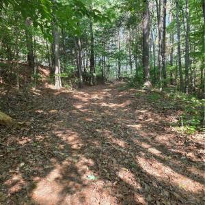 Photo #5 of xx 31.85 +-ac Hampton, Germanton, NC 31.9 acres