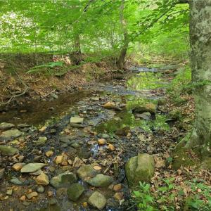 Photo #10 of xx 31.85 +-ac Hampton, Germanton, NC 31.9 acres