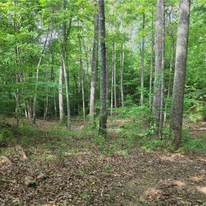 Photo #14 of xx 31.85 +-ac Hampton, Germanton, NC 31.9 acres