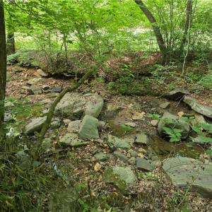 Photo #25 of xx 31.85 +-ac Hampton, Germanton, NC 31.9 acres