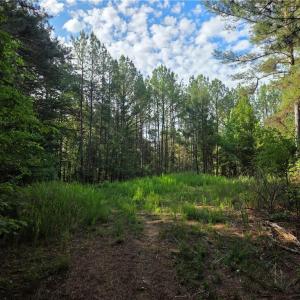Photo #21 of xx 31.85 +-ac Hampton, Germanton, NC 31.9 acres