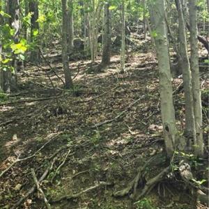 Photo #6 of Goose Creek, Ararat, VA 10.6 acres