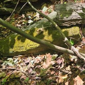 Photo #13 of Goose Creek, Ararat, VA 10.6 acres