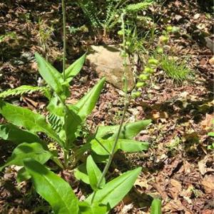 Photo #12 of Goose Creek, Ararat, VA 10.6 acres