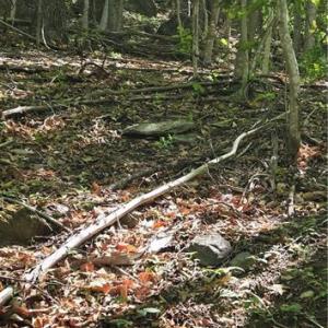 Photo #7 of Goose Creek, Ararat, VA 10.6 acres