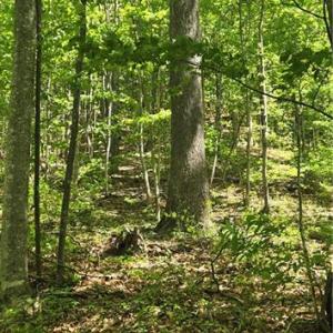 Forest view