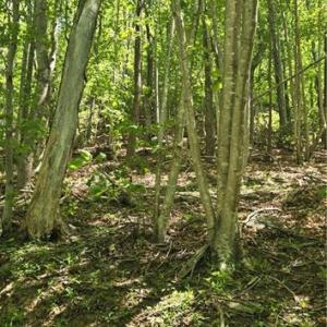 Photo #5 of Goose Creek, Ararat, VA 10.6 acres