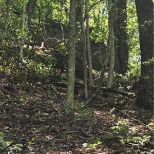 Part of the Rock Face through the trees