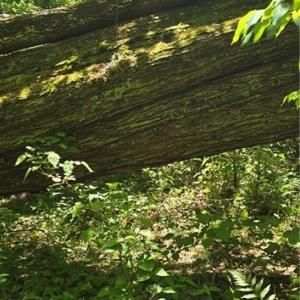 Photo #18 of Goose Creek, Ararat, VA 10.6 acres