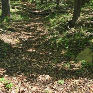 Trail Continues
