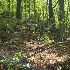 Photo #8 of Goose Creek, Ararat, VA 10.6 acres