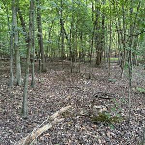 Photo #9 of Cure, Madison, NC 13.9 acres