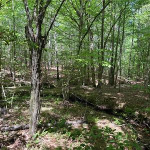 Photo #3 of Lot 5 Woods, Seagrove, NC 11.1 acres