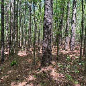 Photo #5 of Lot 5 Woods, Seagrove, NC 11.1 acres