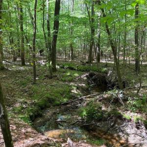Photo #4 of Lot 5 Woods, Seagrove, NC 11.1 acres