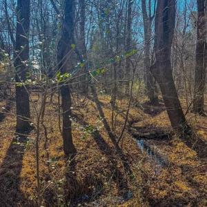 Photo #4 of 1710 Efland Cedar Grove, Efland, NC 10.2 acres