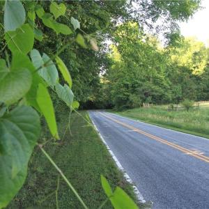 Photo #7 of 6810 Sawyer, Liberty, NC 11.4 acres
