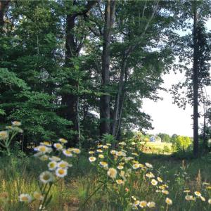 Photo #14 of 6810 Sawyer, Liberty, NC 11.4 acres