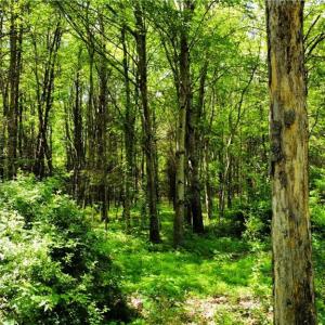 Photo #6 of Eden, Stoneville, NC 8.5 acres