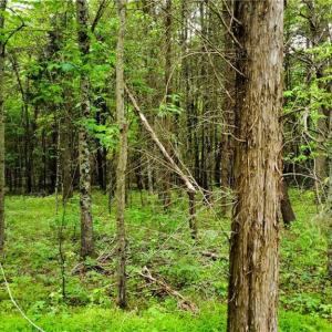 Photo #10 of Eden, Stoneville, NC 8.5 acres