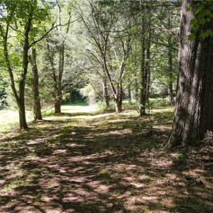 Photo #16 of 1215 Lucius Beasley, Westfield, NC 160.0 acres