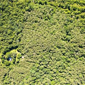 Photo #10 of 1215 Lucius Beasley, Westfield, NC 160.0 acres