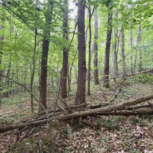 Photo #20 of 1215 Lucius Beasley, Westfield, NC 160.0 acres