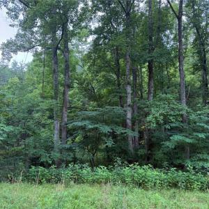 Photo #24 of 1215 Lucius Beasley, Westfield, NC 160.0 acres